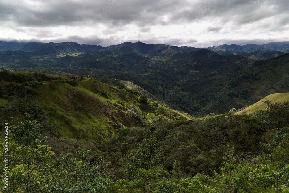 Typical vegetation of the area near Popayan, Colombia