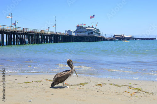 Photography Pelican and Santa Barbara Pier in the summertime - Santa Barbara, California - U