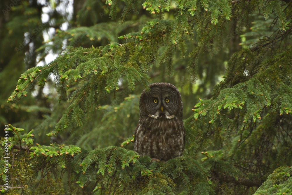 Great Grey Owl Great Grey Owl