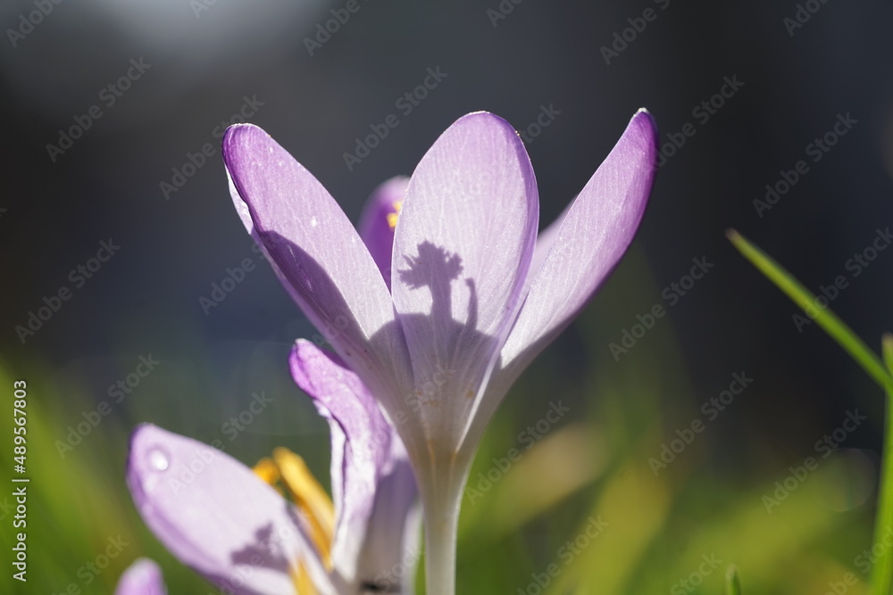 Fototapeta premium purple crocus flower