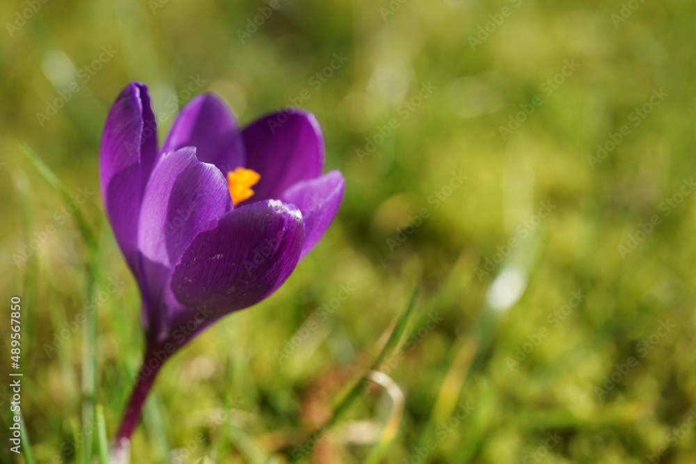 Fototapeta premium spring crocus flowers