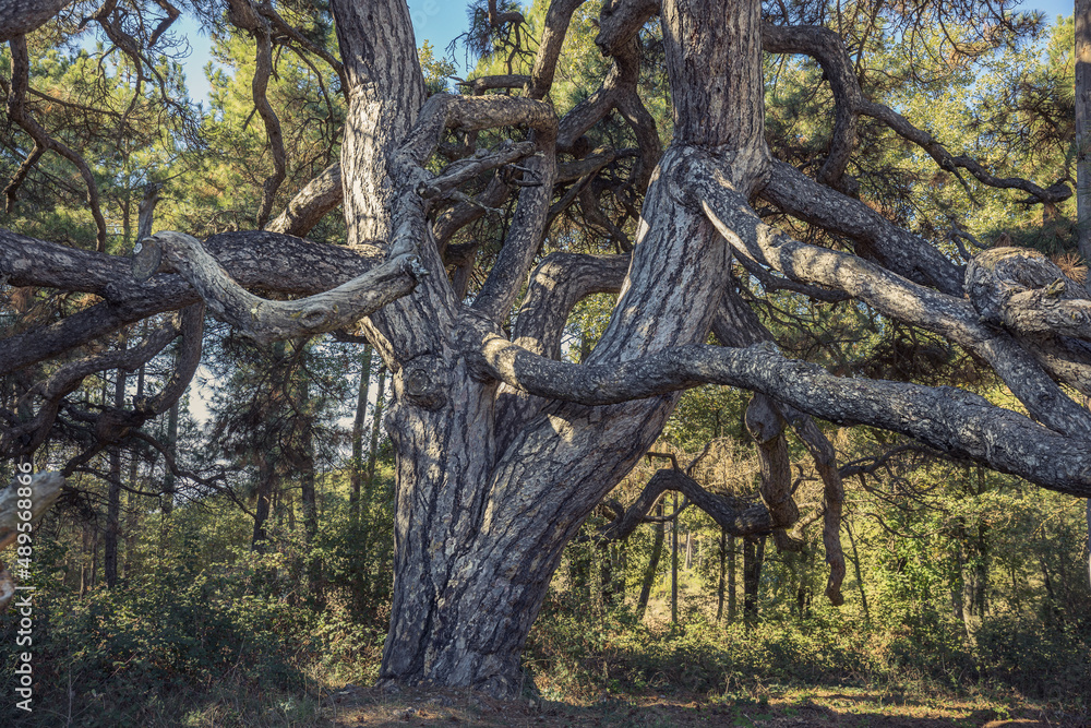 Old Twisted Pine in Solsones, Catalonia