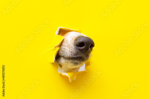 a dog nose sticks out of a hole in a yellow torn piece of paper