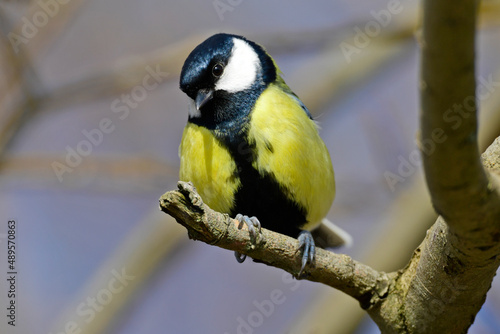 Kohlmeise // Eurasian Great Tit, Great Tit (Parus major) photo