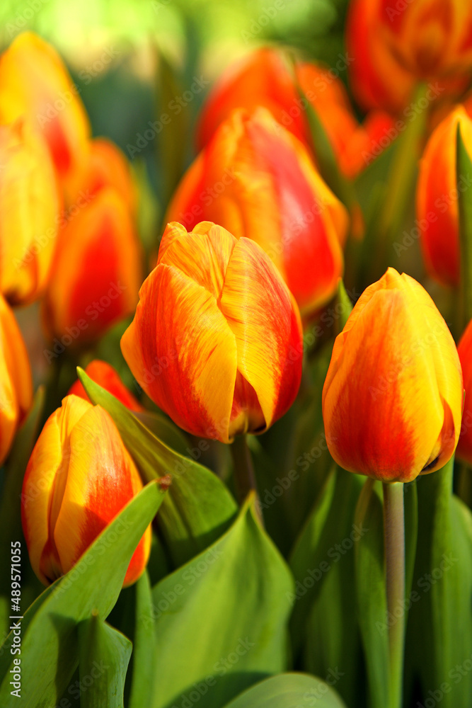 Magical Tulip Flair, blazing ruby-red with incredibly bright primrose-yellow edges that are variably feathered crimson Magical Tulip Flair, blazing ruby-red with incredibly bright primrose-yellow edges that are variably feathered crimson