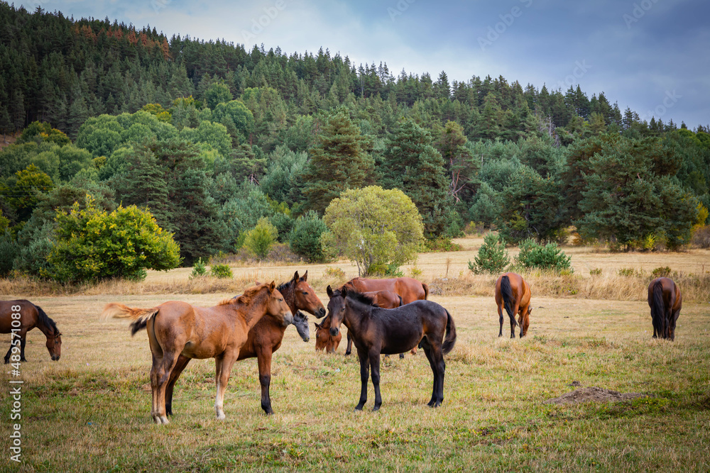 horses graze grass on a meadow by a lake