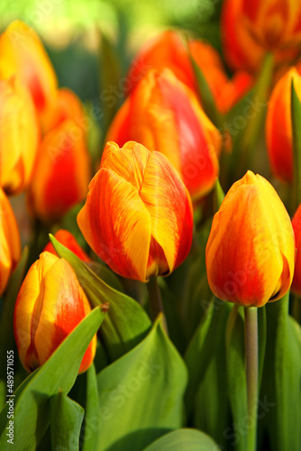 Magical Tulip Flair  blazing ruby-red with incredibly bright primrose-yellow edges that are variably feathered crimson