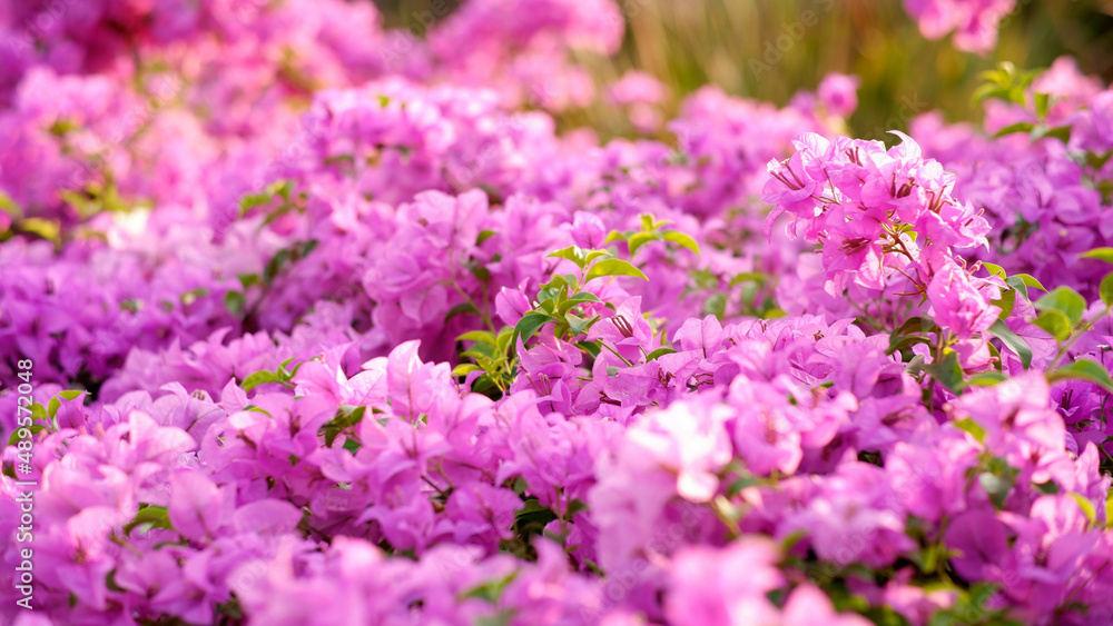 Flowers Background Purple