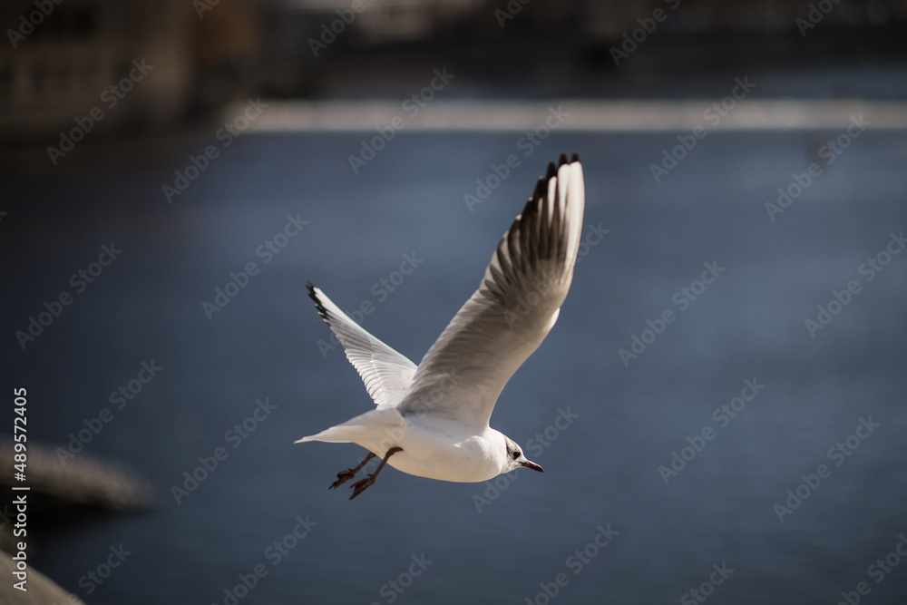 Birds in flight. Vltava river in the background. Ideal destination for a holiday. Birds in flight. Vltava river in the background. Ideal destination for a holiday.