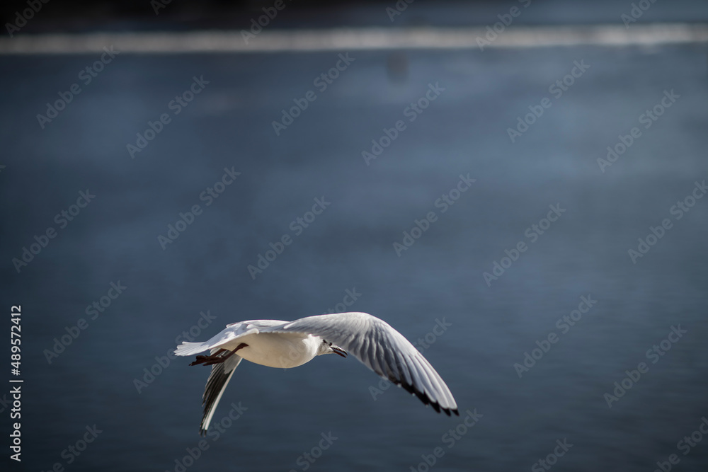 Birds in flight. In the background the Vltava river. Ideal destination for a holiday. Birds in flight. In the background the Vltava river. Ideal destination for a holiday.