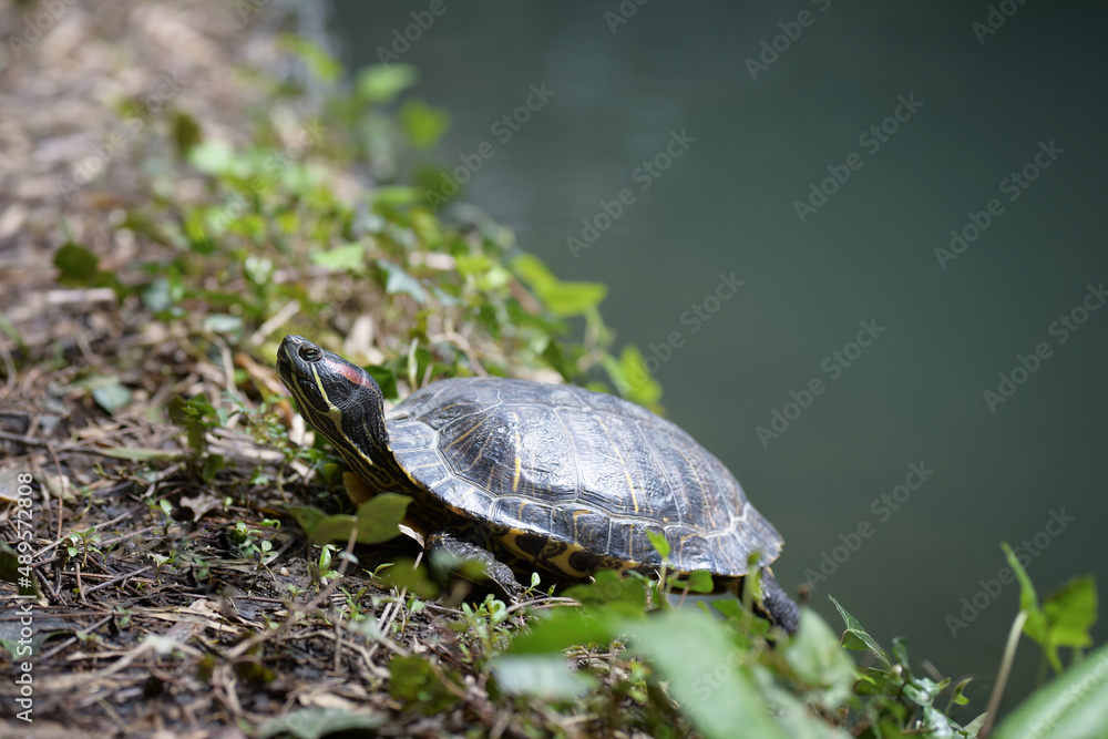 Obraz premium Red-eared turtle on the lake