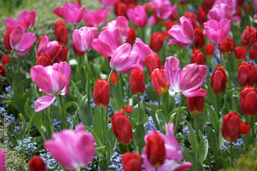 Obraz premium Many pink and red tulips in the field
