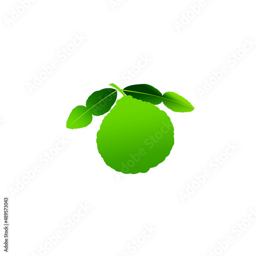 leaf kaffir Bergamot orange fruit. Makrut or raw kaffir lime. A whole, half, and a piece.Tropical exotic food.Citrus or lemon fruits. isolated on white background. vector illustration EPS. Flat design