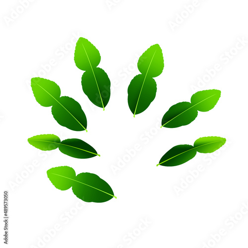 leaf kaffir Bergamot orange fruit. Makrut or raw kaffir lime. A whole, half, and a piece.Tropical exotic food.Citrus or lemon fruits. isolated on white background. vector illustration EPS. Flat design