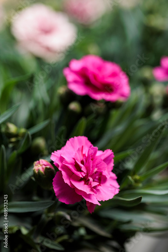 beautiful flowers with maximum detail photographed with natural light