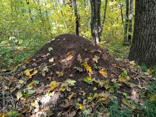 anthill in autumn