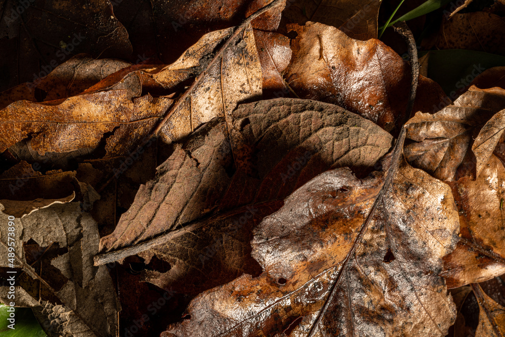 Brown autumn leaf decay in a natural forest setting.