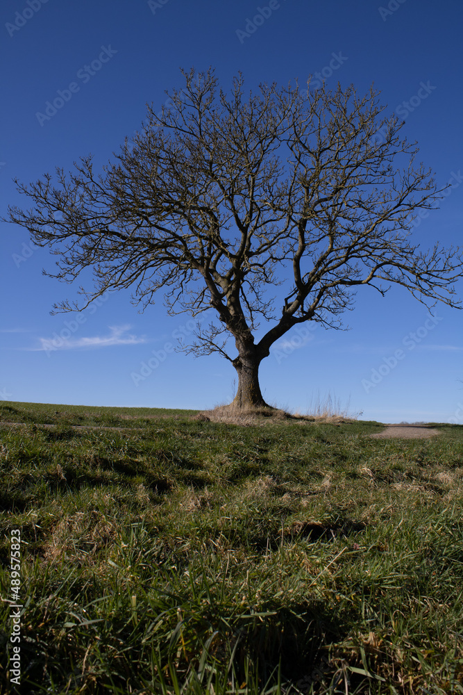 Lonely tree Lonely tree