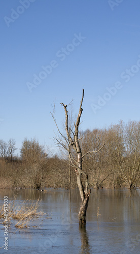 Dead tree in water