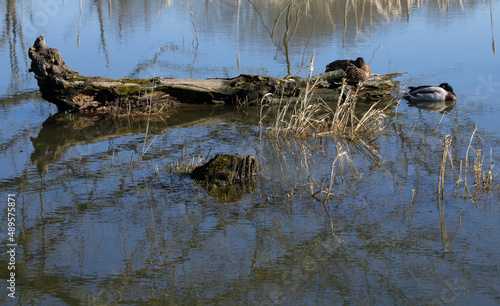 Resting ducks