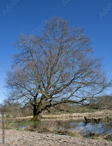 Lonely tree in water