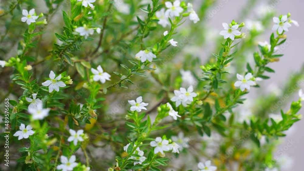 Cuphea hyssopifolia (also called false heather, Mexican heather, Hawaiian heather, elfin herb) with a natural background Cuphea hyssopifolia (also called false heather, Mexican heather, Hawaiian heather, elfin herb) with a natural background