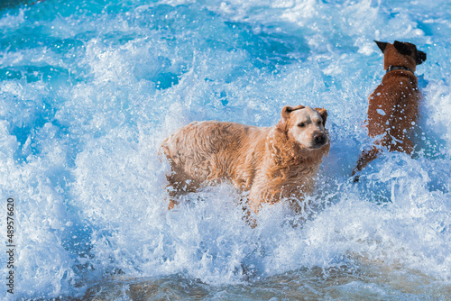 dog in water