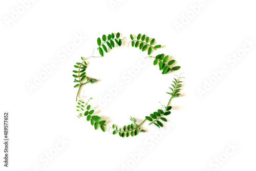 A composition of green leaves on a white background in the shape of a circle. Frame, copy space