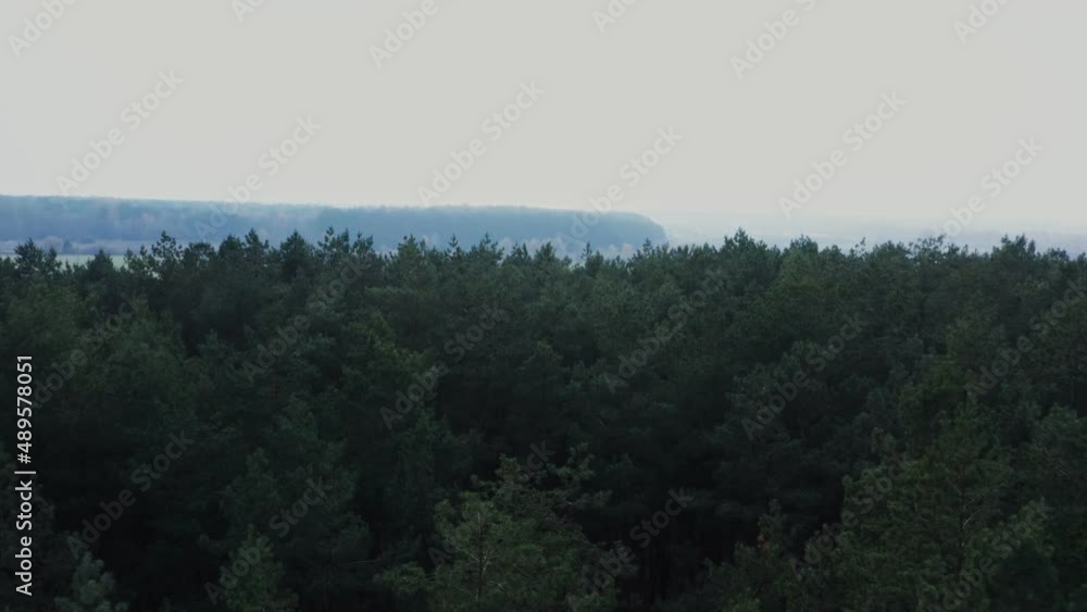 Top view of a dense spruce forest, video footage from a drone on a summer day Top view of a dense spruce forest, video footage from a drone on a summer day
