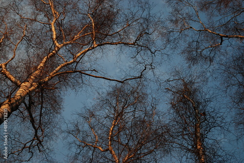 Drzewa rozsiane na niebie 