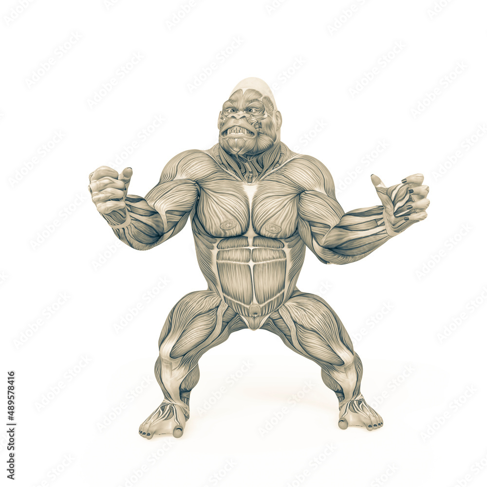 gorilla is doing a ready to fight pose on muscle map anatomy style