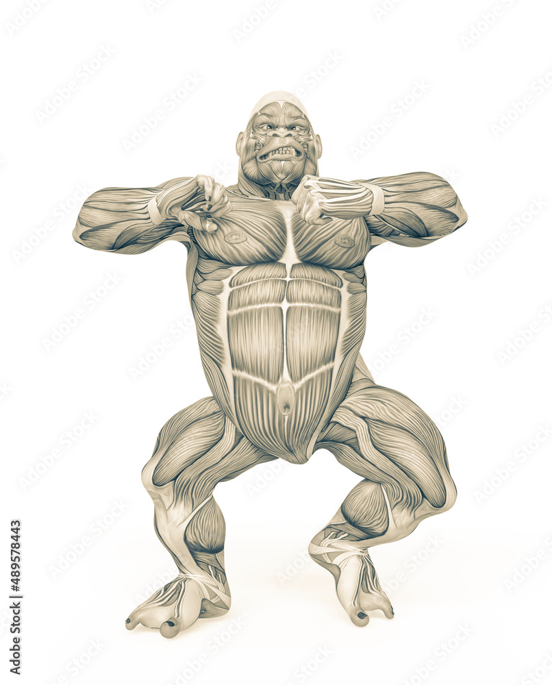 gorilla is doing a skirmish pose on muscle map anatomy style gorilla is doing a skirmish pose on muscle map anatomy style