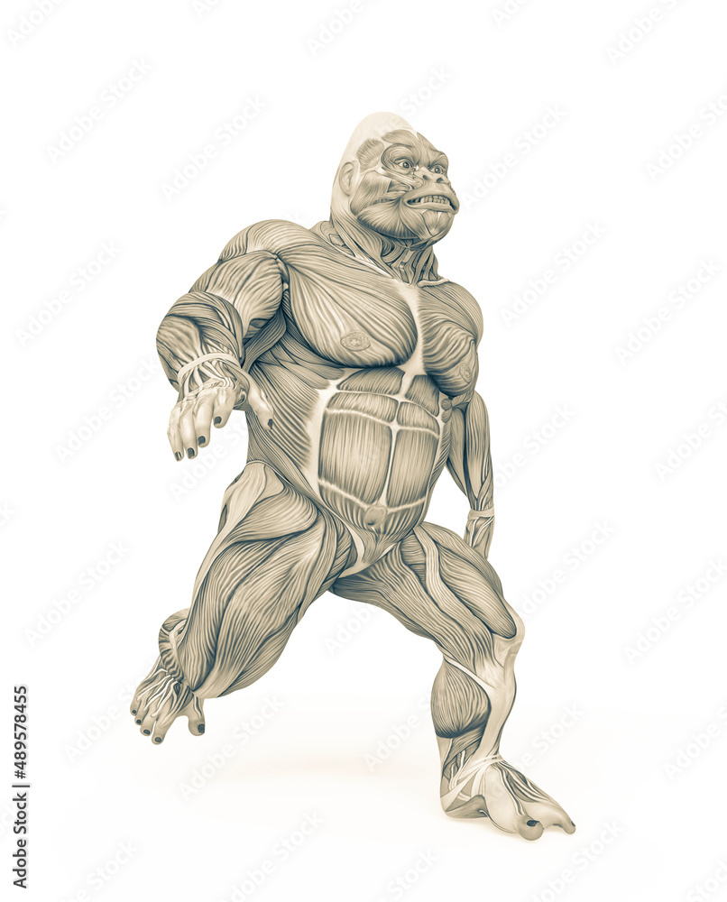 gorilla is running on muscle map anatomy style gorilla is running on muscle map anatomy style