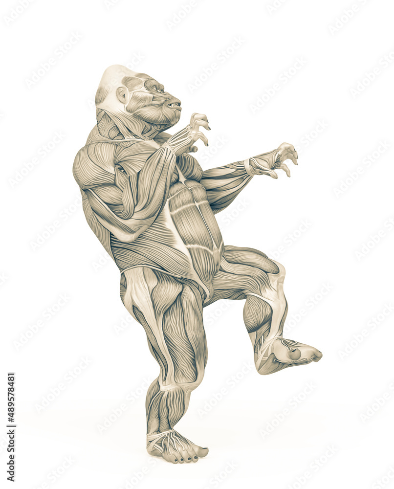 gorilla muscle map anatomy is walking in halloween style gorilla muscle map anatomy is walking in halloween style
