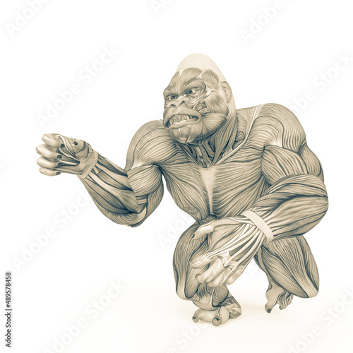 gorilla is trying to grab on muscle map anatomy style
