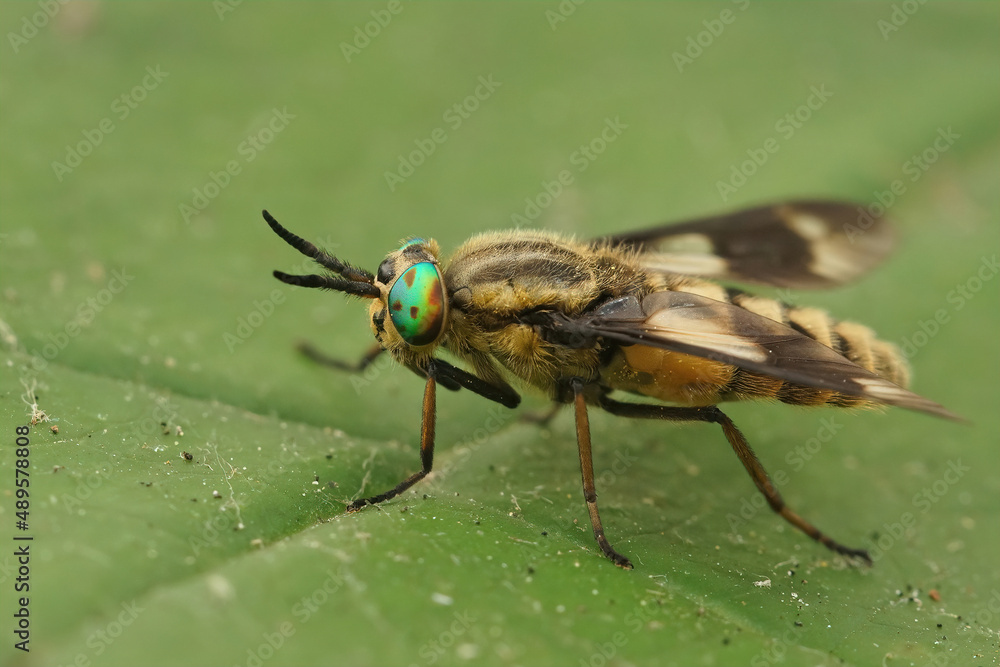 Naklejka premium Closeup on a colorful green eyed, twin-lobed deerfly, Chrysops relictus, sitting on a green leaf