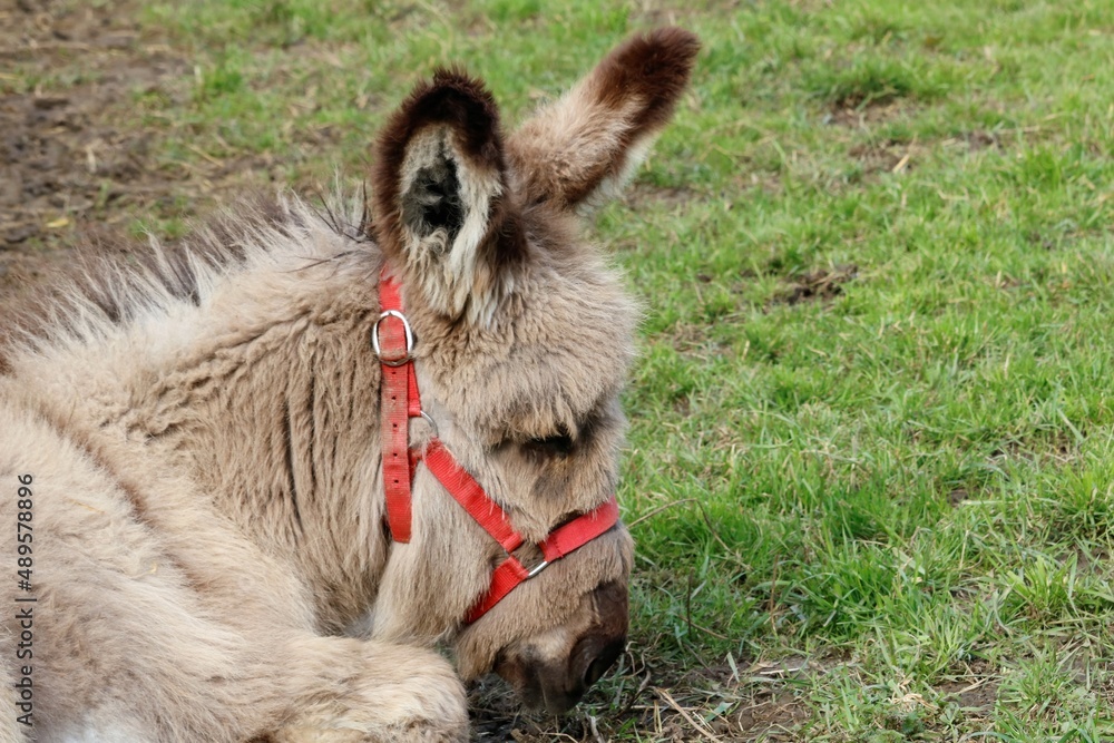 Obraz premium âne Catalan