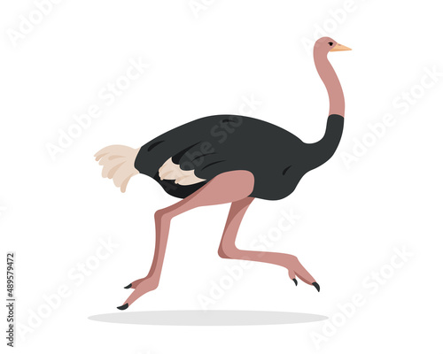 Running Ostrich bird isolated on white background. Big African ostrich icon. Flat or cartoon nature vector illustration.