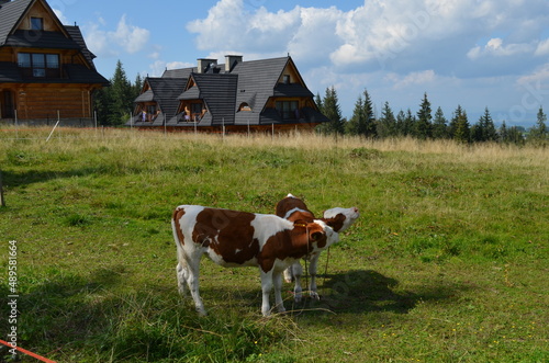 Podhale, Zakopane, krowy przy góralskich domach na Gubałówce photo