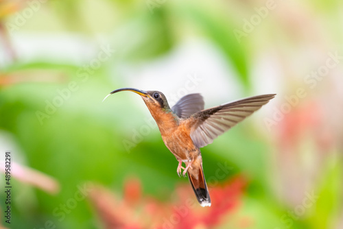 Rufous-breasted Hermit hummingbird, Glaucis hirsutus,, hovering in the air with his tongue out. © Chelsea Sampson