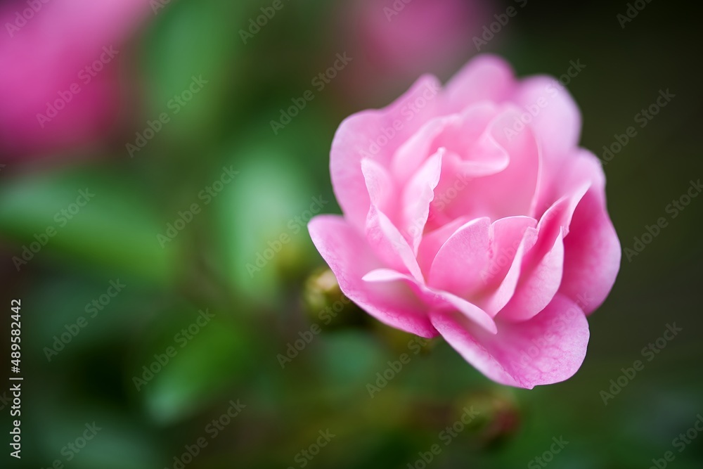 Rose flower close-up. White - pink flower. Flora. Rose flower close-up. White - pink flower. Flora.