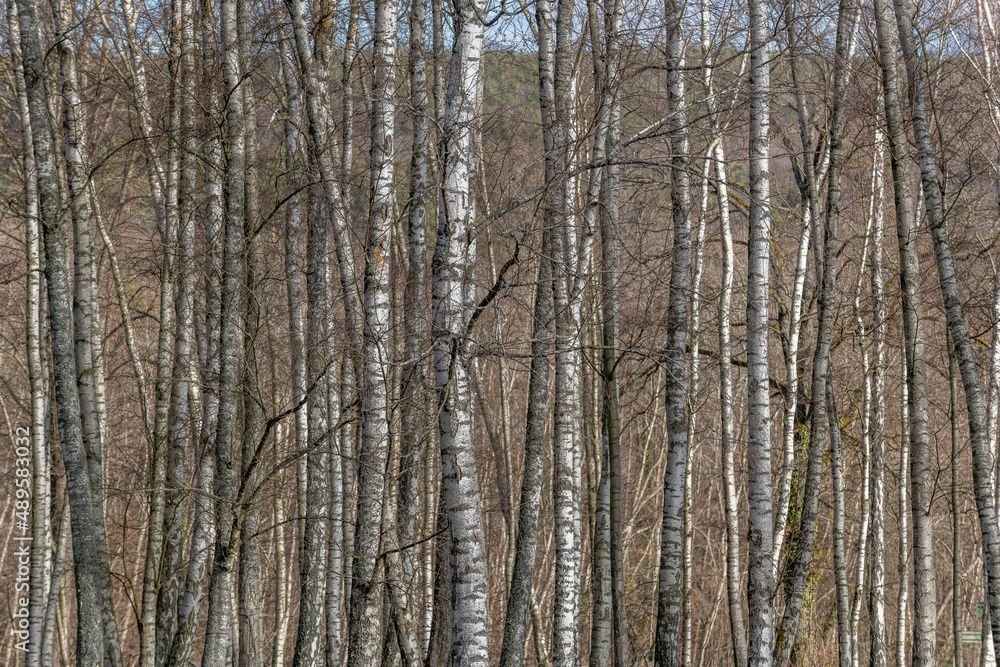 Birch forest in winters. Graphic detail of tree trunks. Birch forest in winters. Graphic detail of tree trunks.