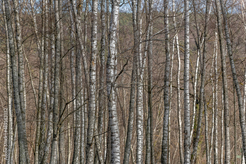 Birch forest in winters. Graphic detail of tree trunks.
