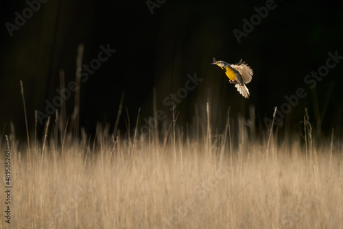 Eastern Meadowlark In Flight Above Golden Grass With Dark Background photo