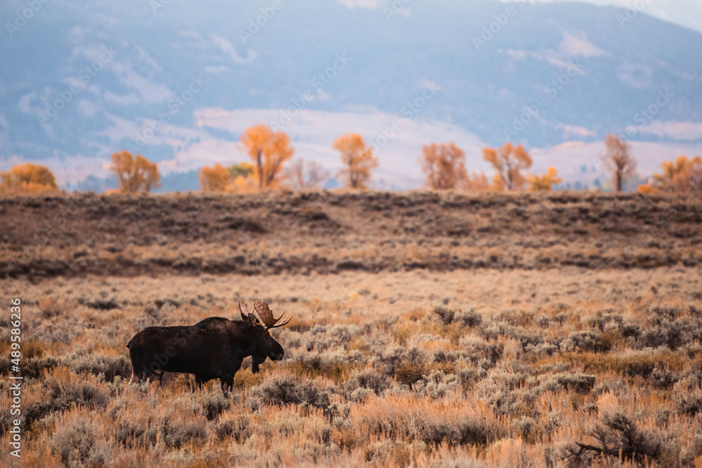 Fototapeta premium bull moose grazing in landscape