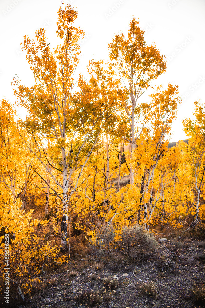 Fototapeta premium vibrant aspen leaves