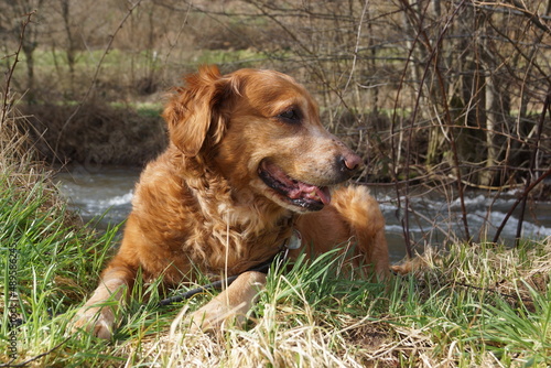 Wallpaper Mural A Golden Retriever in various poses Torontodigital.ca