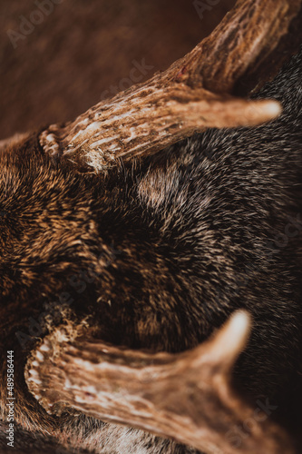 whitetail deer close up