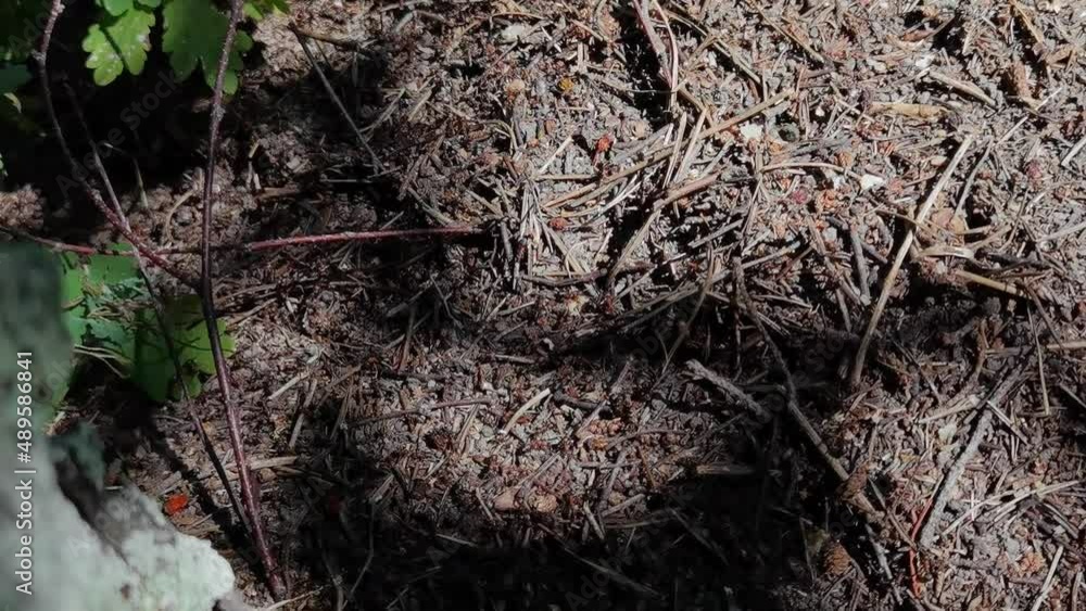 Forest ants moving to another place. Lot insects. Sand background. Slow motion. Many workers relocating. Prepare colony to change home. Path to trail Forest ants moving to another place. Lot insects. Sand background. Slow motion. Many workers relocating. Prepare colony to change home. Path to trail
