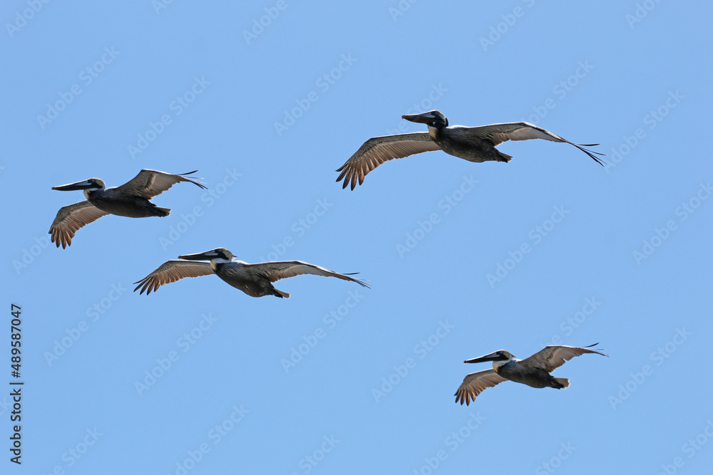 Pelicans in flight over the North Carolina coast. Pelicans in flight over the North Carolina coast.